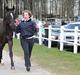 New Forest Polsbury Pericles