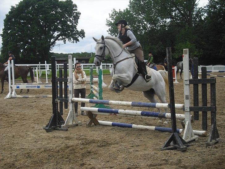 Dansk Varmblod La Troya ( solgt ) - Til springtræning  billede 11