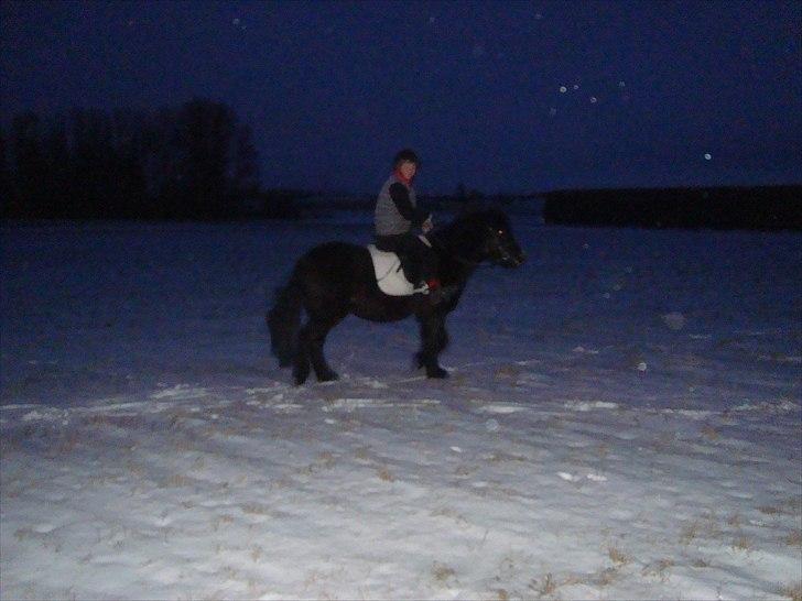 Anden særlig race BlackJack Er desvære i Heste Himlen billede 6