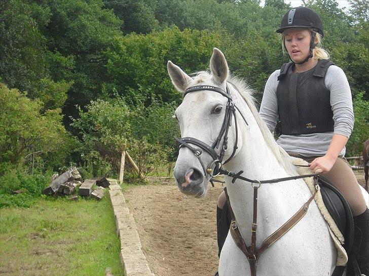 Dansk Varmblod La Troya ( solgt ) - Til springtræning  billede 12