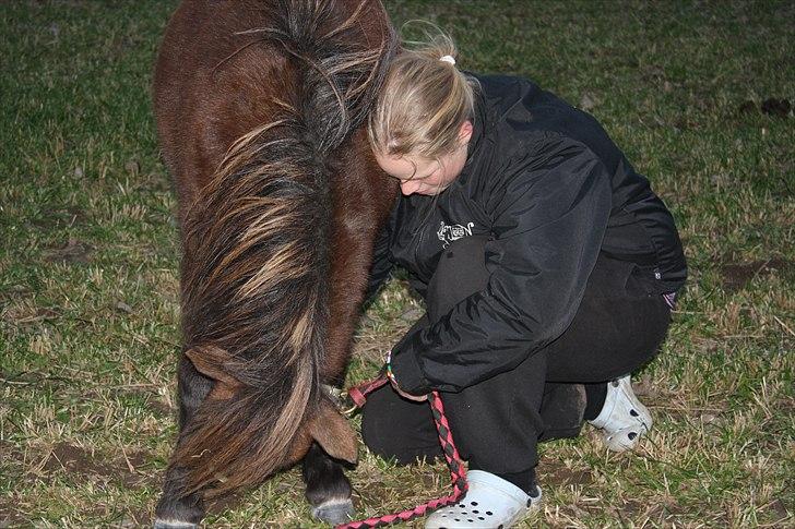Shetlænder Ellgaard´s Alfa - nuurh!! lille alfa du kan bare det hele<3 billede 6