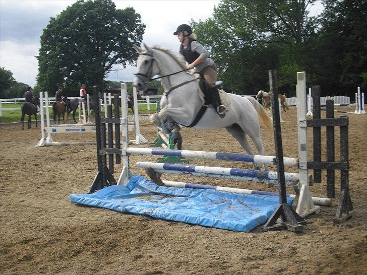 Dansk Varmblod La Troya ( solgt ) - Til springtræning  billede 13