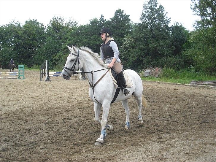 Dansk Varmblod La Troya ( solgt ) - Til springtræning  billede 14