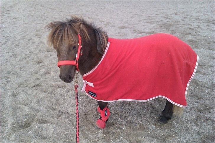 Shetlænder Ellgaard´s Alfa - hvor er du bare fin i alt det røde<3 billede 8