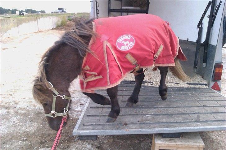 Shetlænder Ellgaard´s Alfa - han elsker at hoppe op og ned!!! <3<3<3  billede 11