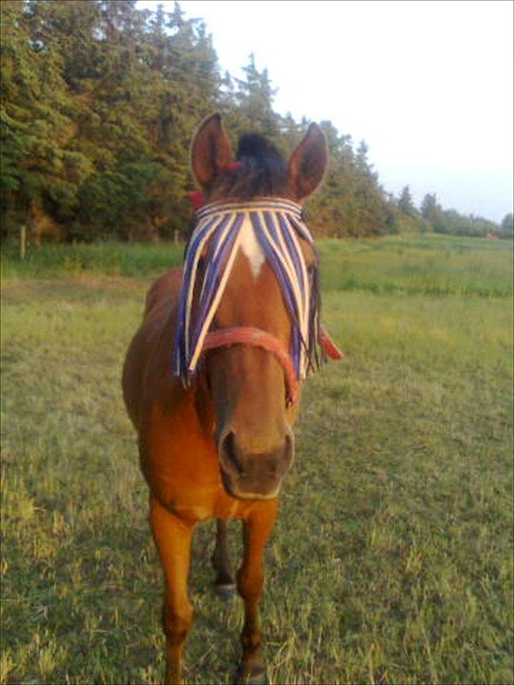New Forest Beukenhof Iris - øv dumme fluer! billede 6