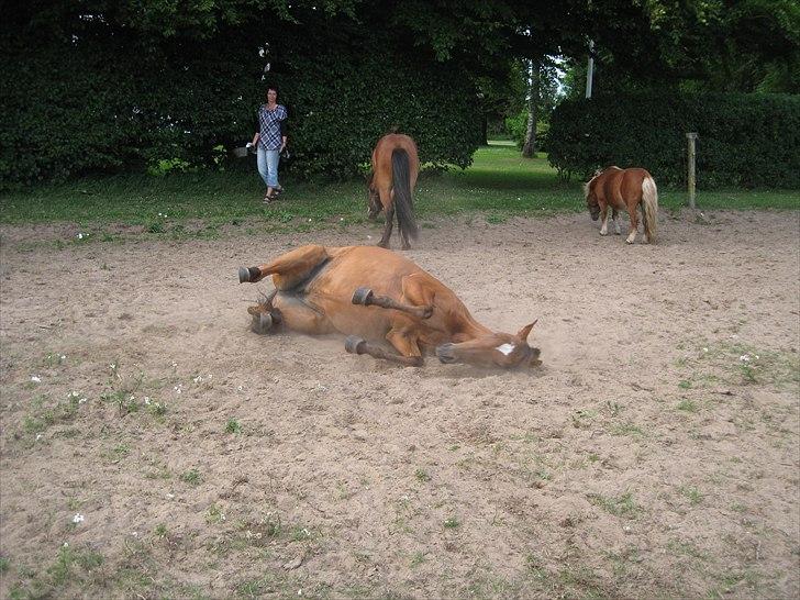 New Forest Beukenhof Iris - ummm billede 7