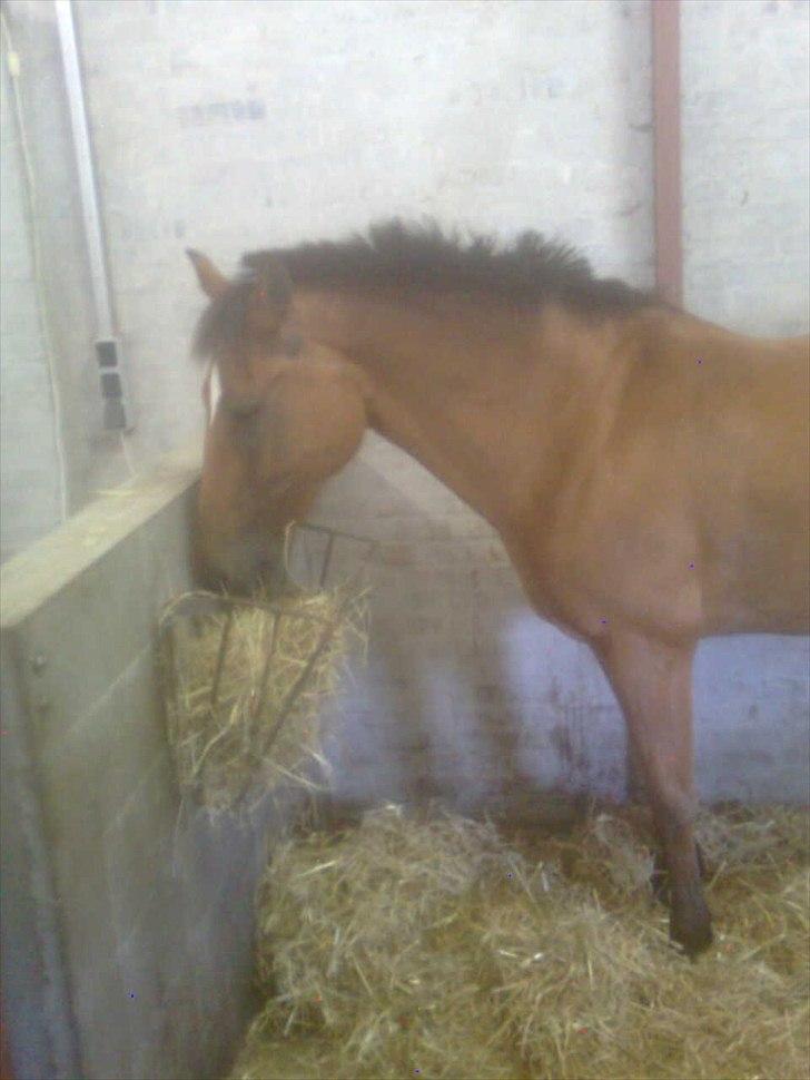 New Forest Beukenhof Iris - umm lidt hø billede 8