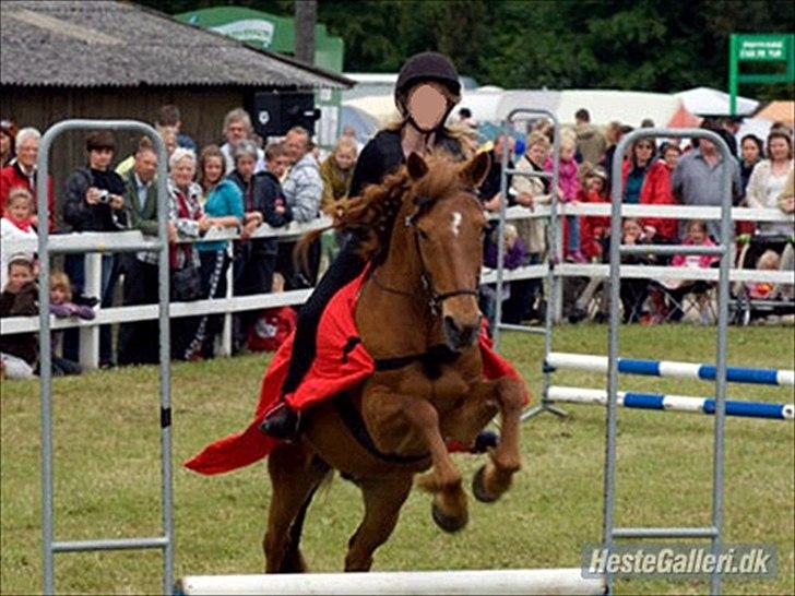 Islænder Toke |I Miss You| - Til kostyme springning på Det Fynske Dyreskue. - Fotograf Michael Jensen. billede 10