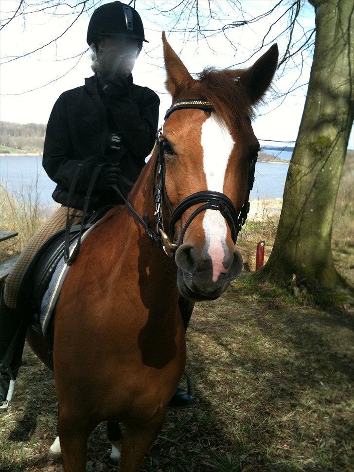 Tysk Sportspony Dimentjiva B-pony - 6.På skovtur (: billede 7