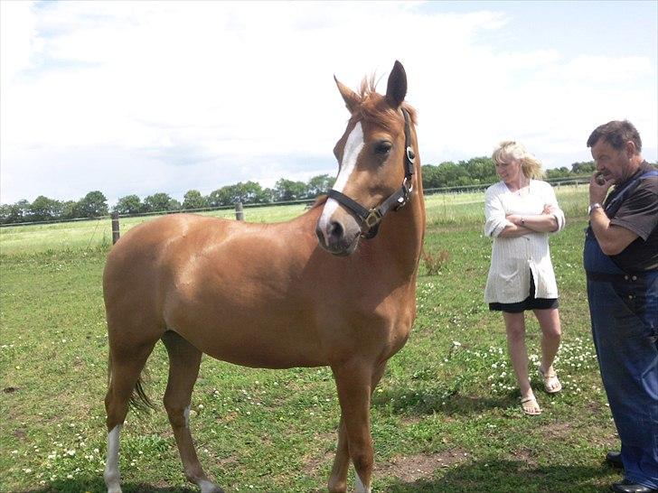 Tysk Sportspony Dimentjiva B-pony - 6.Da jeg så hende for første gang (: billede 8