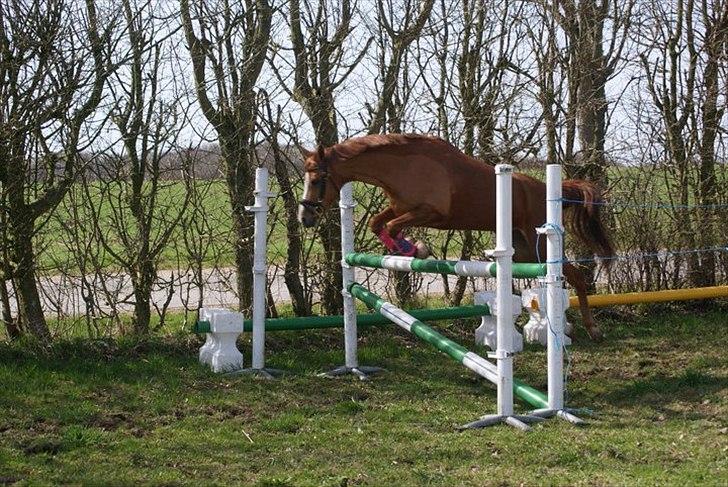 Tysk Sportspony Dimentjiva B-pony - 8. Fotograf Simone Henning.
Løspringning - en meter. billede 9
