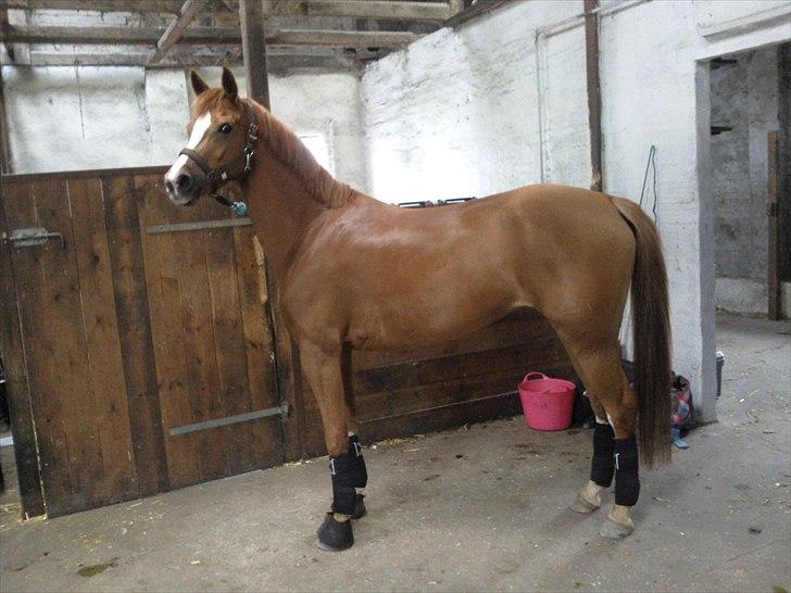 Tysk Sportspony Dimentjiva B-pony - 10. billede 11