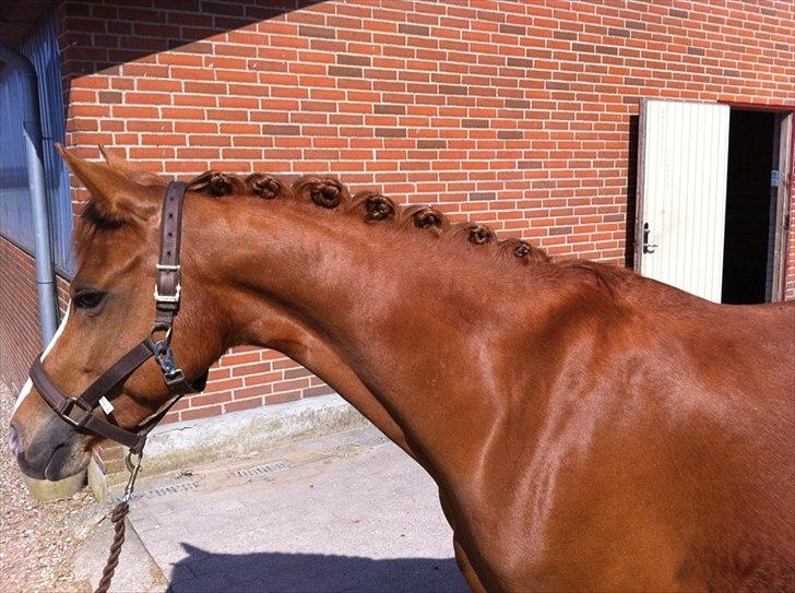 Tysk Sportspony Dimentjiva B-pony - 12. Fotograf Simone Henning.
Rosenknnupper. billede 12