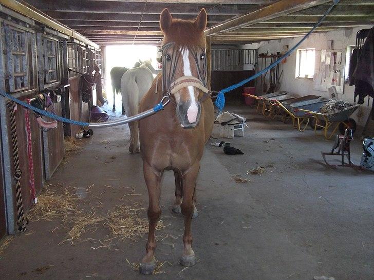 New Forest Wendy<3 (savnes  :'-( ) - „Jeg tabte min hat, men jeg kan købe en ny. Jeg slog hul på mine bukser men dem kan jeg sy... Min skjorte blev krøllet, men den kan jeg glatte. Men at miste dig kan intet erstatte...“ billede 4