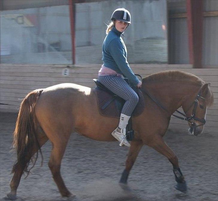 New Forest Wendy<3 (savnes  :'-( ) - du vil altid være i mit hjerte og i mine tanker ♥
 billede 9