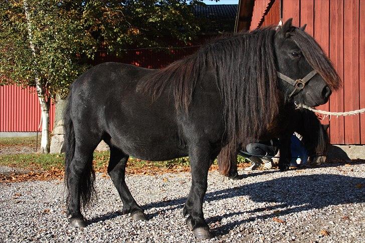 Shetlænder Morillo af Nørvang billede 20