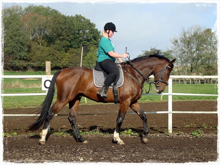 Dansk Varmblod # Limelight #  - 07-10-2010  billede 12