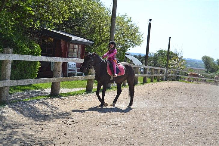 New Forest Banda - Andrea skridter hende :D billede 4