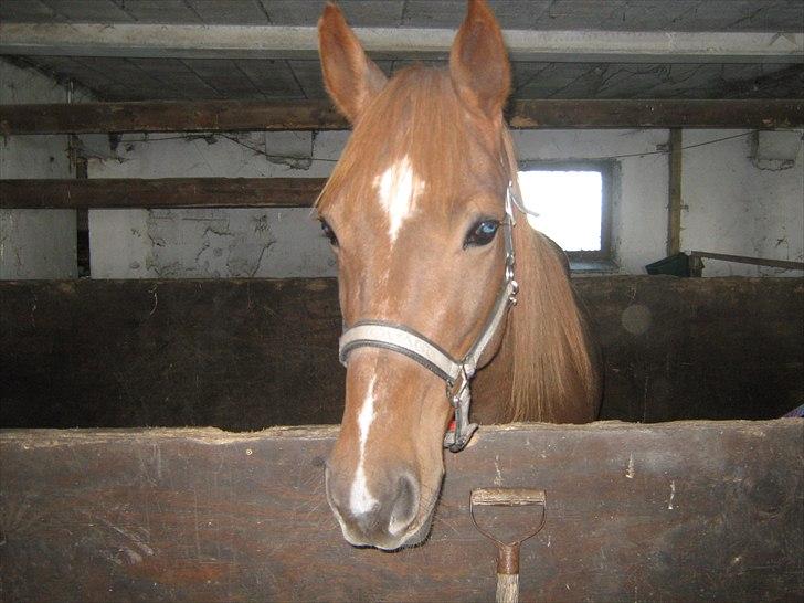 Traver Nero (Solgt) billede 1