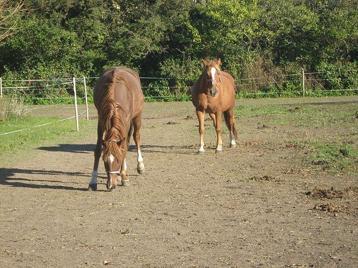 Traver Nero (Solgt) billede 2