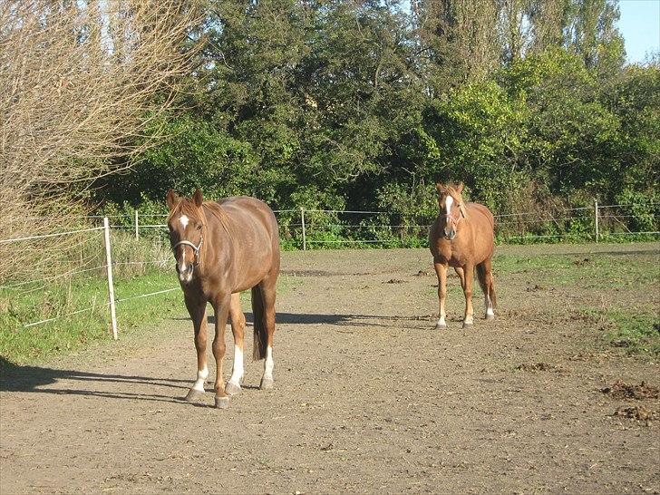 Traver Nero (Solgt) billede 3