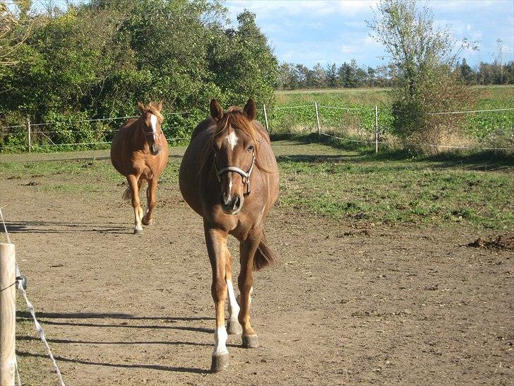 Traver Nero (Solgt) billede 4