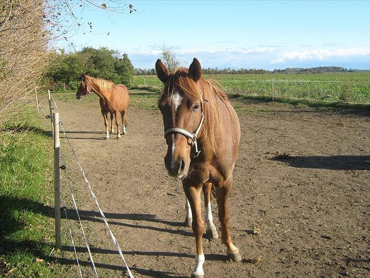 Traver Nero (Solgt) billede 5