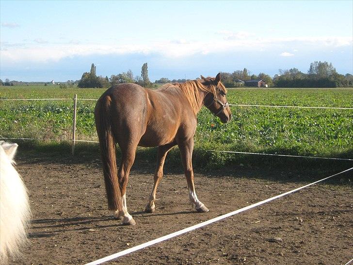 Traver Nero (Solgt) billede 6