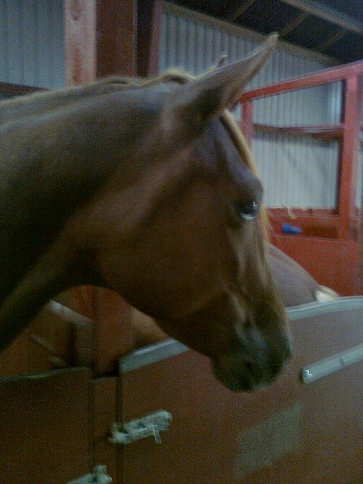 Traver Nero (Solgt) billede 7