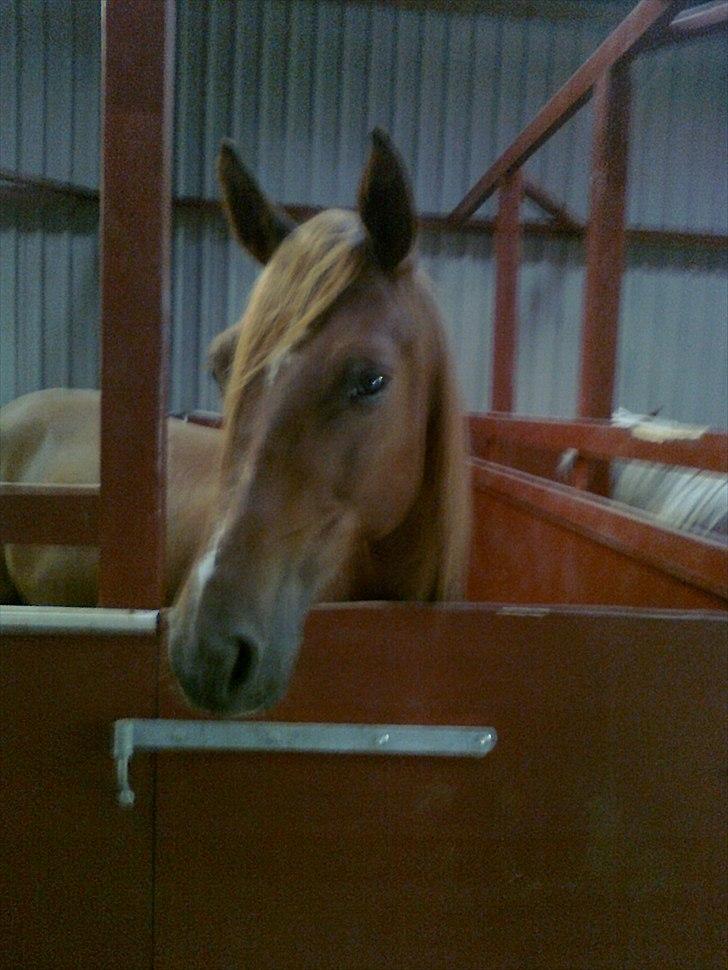 Traver Nero (Solgt) billede 8