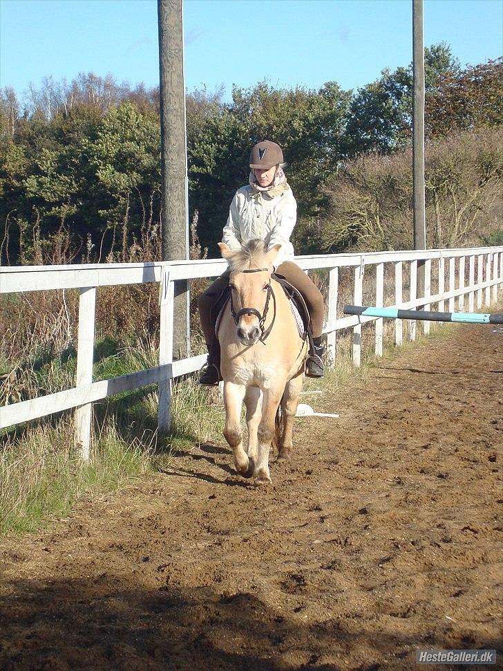 Fjordhest Emma Solgt billede 12