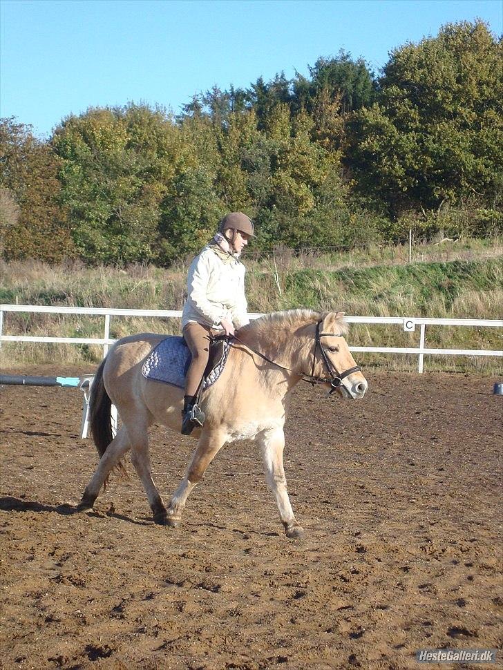 Fjordhest Emma Solgt billede 13