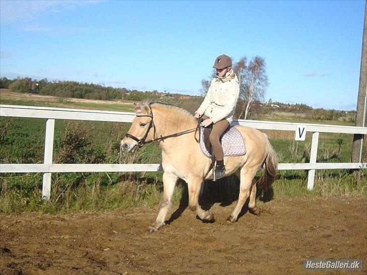 Fjordhest Emma Solgt billede 14