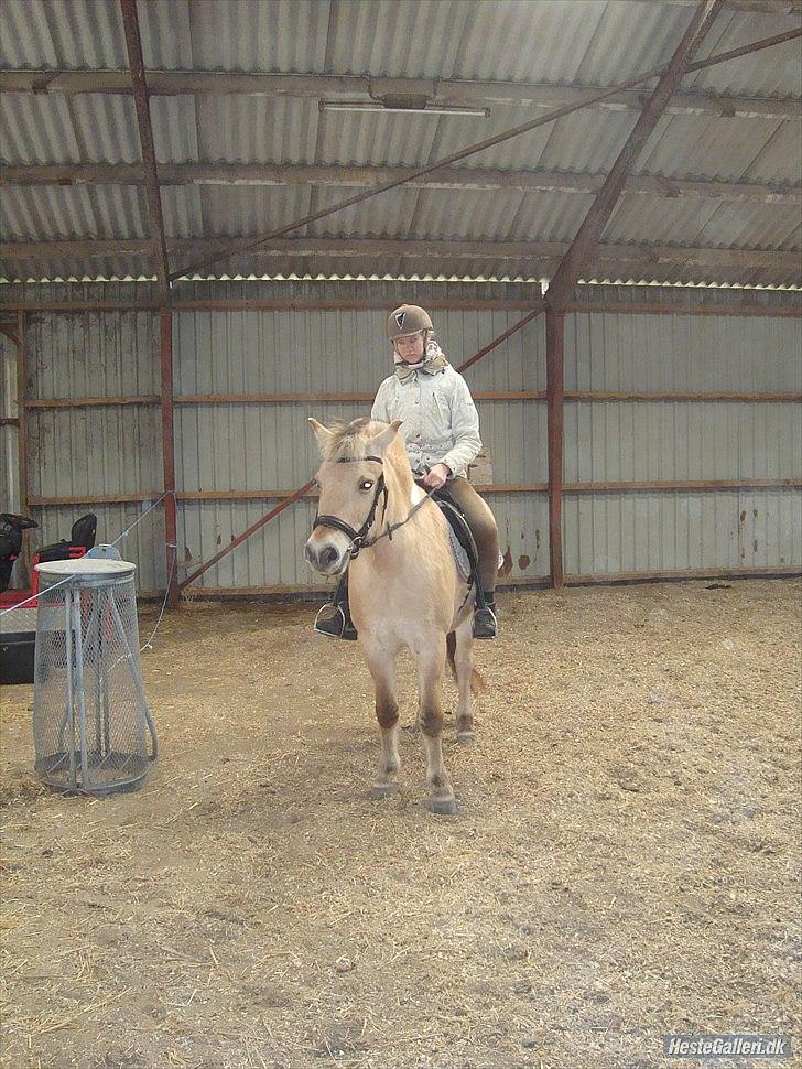 Fjordhest Emma Solgt billede 15