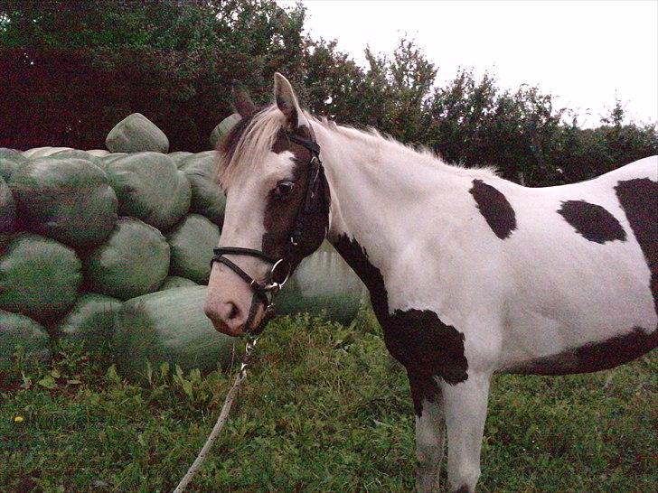 Anden særlig race Spanggaard's Pocahontas  - Prinsessen med hovedtøj på for første gang! dygtige pony :´) billede 8