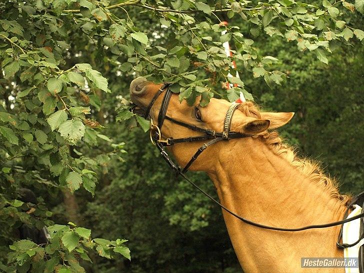 Anden særlig race Jackie - Jackie hygger sig med et træ i BIG Foto: Sofie Slot. billede 12