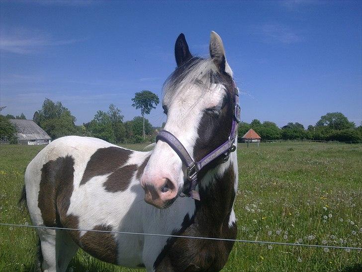Anden særlig race Spanggaard's Pocahontas  - Smuk! Også med lukkede øjne :D billede 9