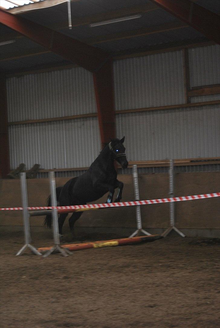 Oldenborg Hasselholt´s Theodor  - Løsspringning med den flyvende hest xD (Første gang) billede 20