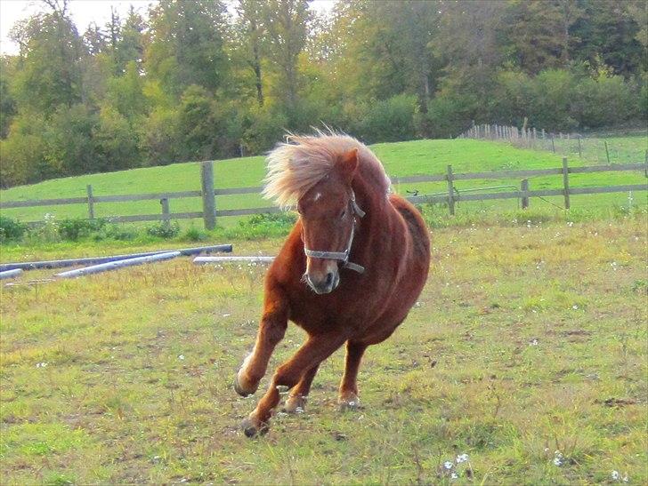 Islænder Fjóla fra freersvang  billede 13