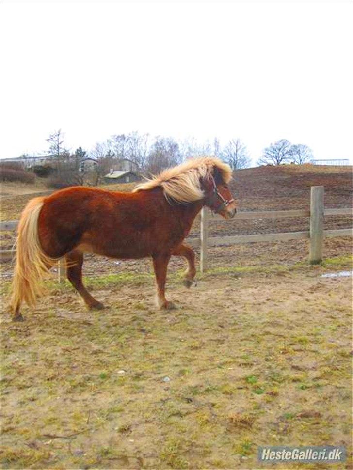 Islænder Fjóla fra freersvang  billede 14