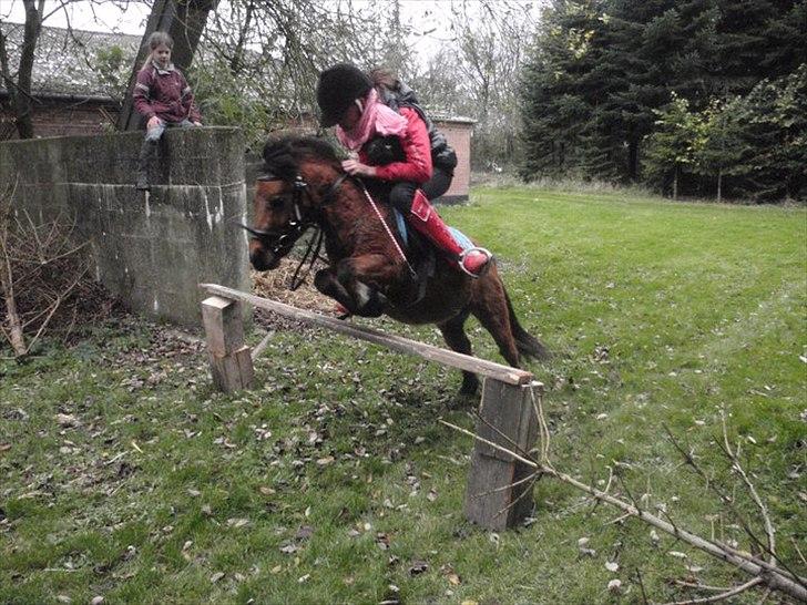 Shetlænder Spivrit<3 - 10)i belive i kan flye billede 10