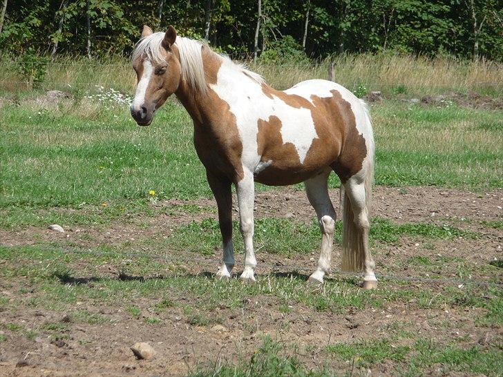 Pinto  Maggie Aflivet *R.I.P* - JEG KEDER MIG!!! billede 11