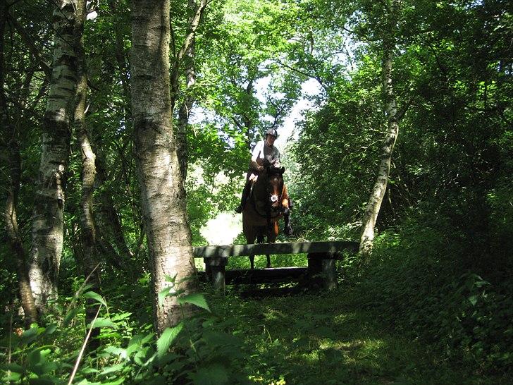 Dansk Varmblod Mølleåens Svetlana - En af mine personlige sejre. Bænken var 100 høj og 100 bred.......! billede 14