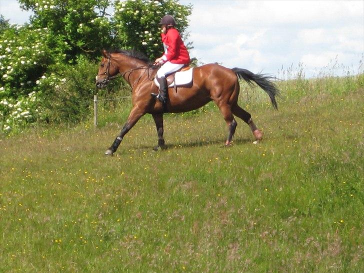 Dansk Varmblod Mølleåens Svetlana - Fra militarystævne billede 12