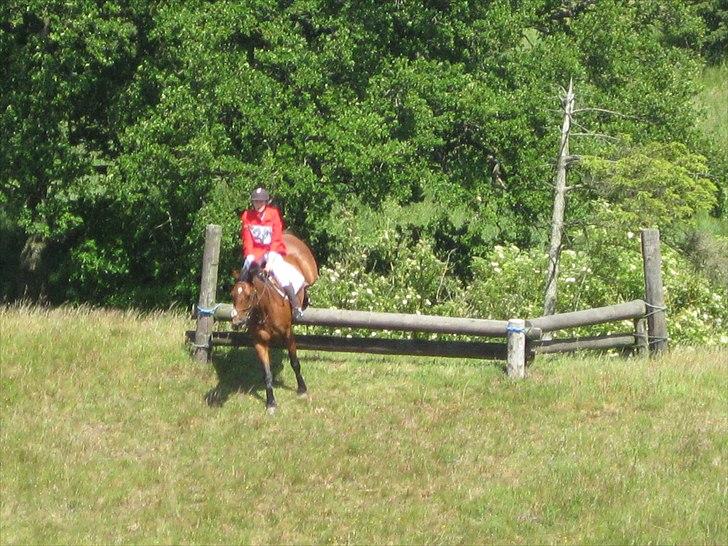 Dansk Varmblod Mølleåens Svetlana - Militarystævne i Langå billede 13