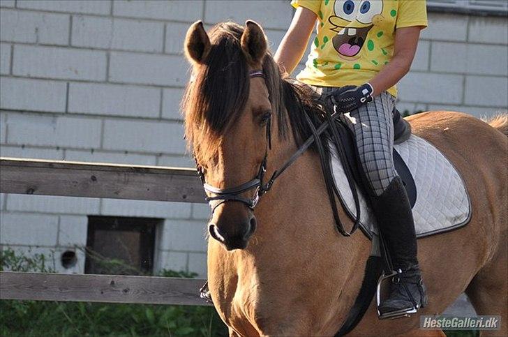 Anden særlig race Star<3*Rider* - Hyggeridning, August 2010. Foto: Nanna S. Lübbers  billede 20