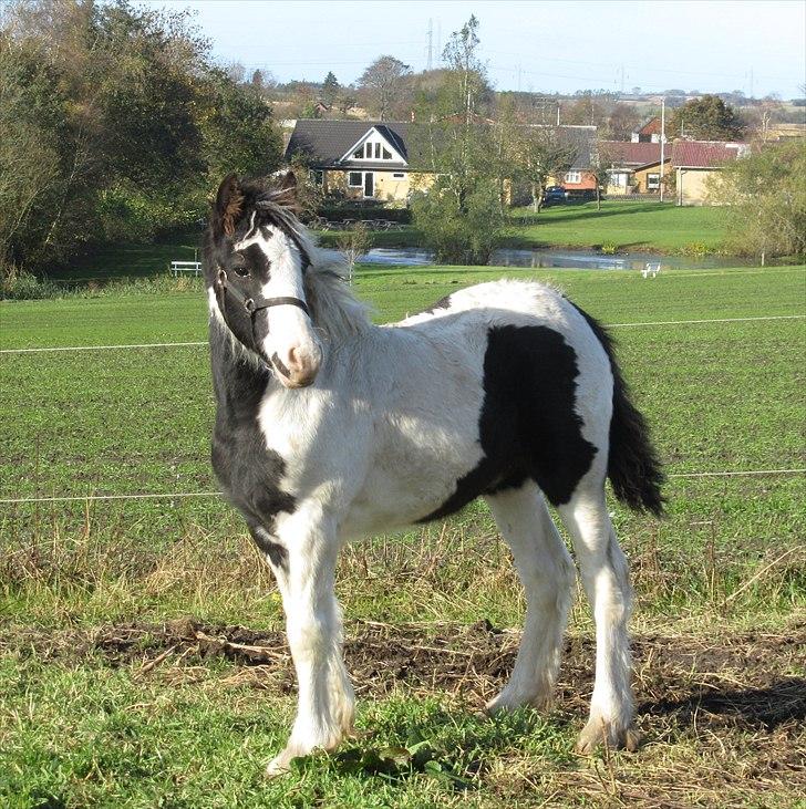 Tinker Unique Sielon <3  - # 17. Min dejlige bette basse. Taget den 22 oktober 2010 billede 19