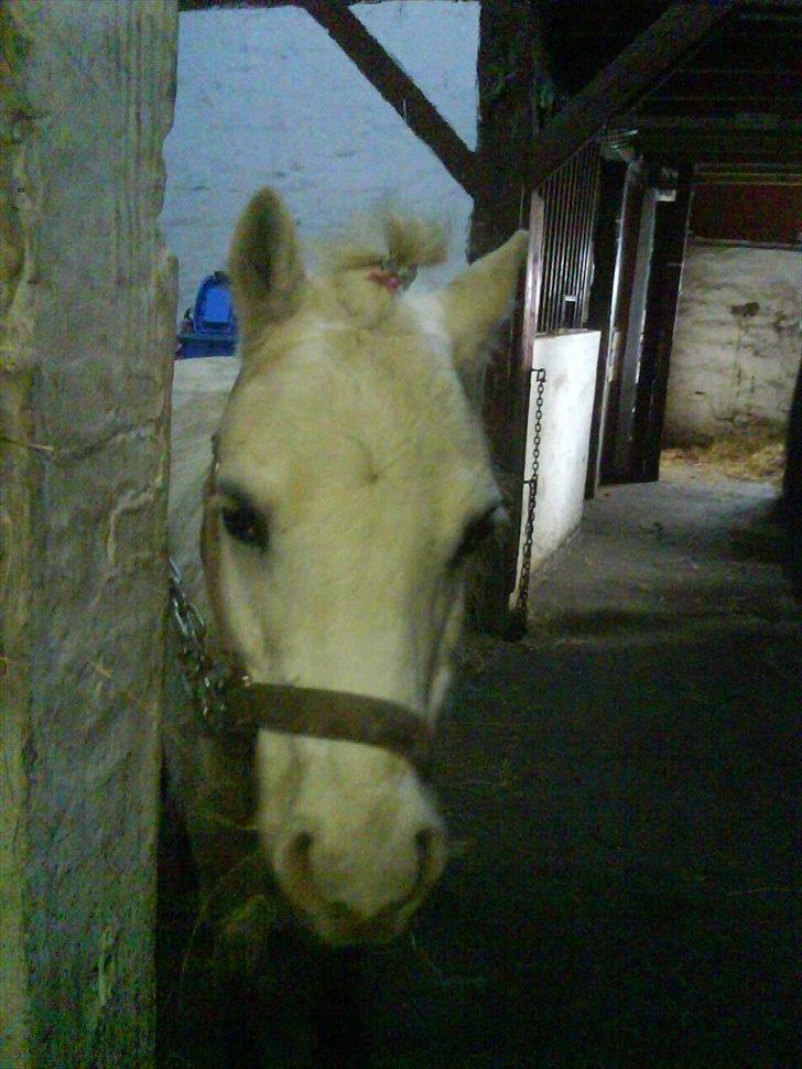 Welsh Mountain (sec A) Rumle billede 9