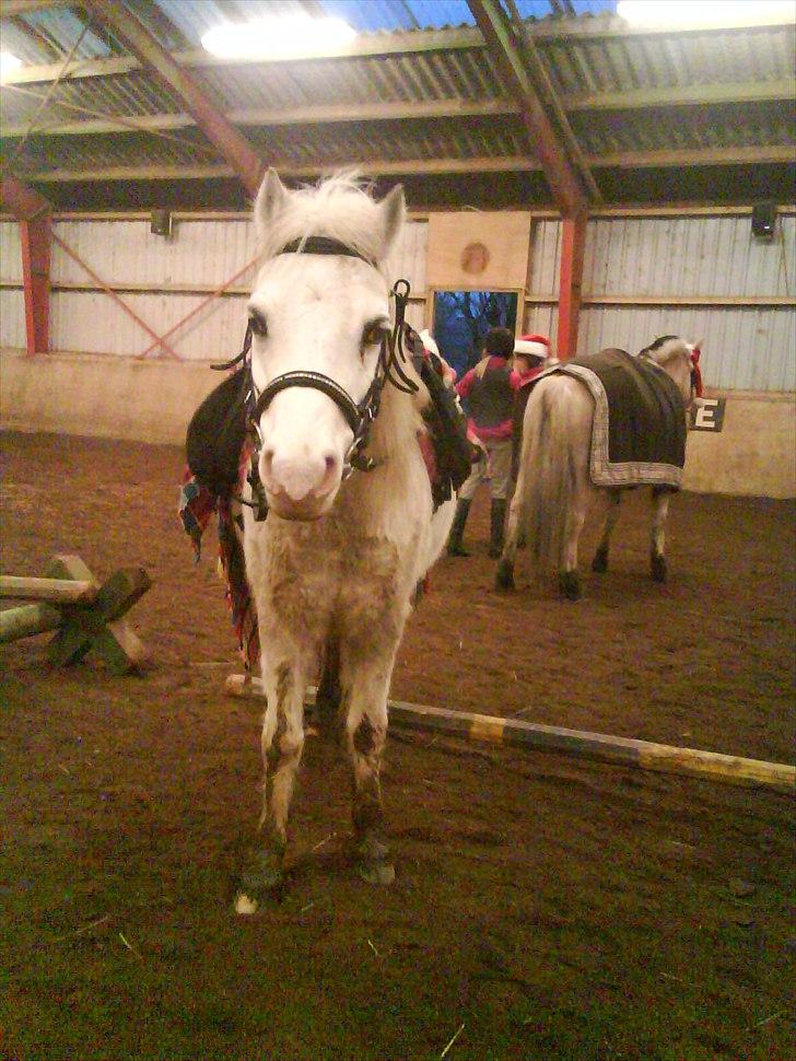 Welsh Mountain (sec A) Rumle billede 14